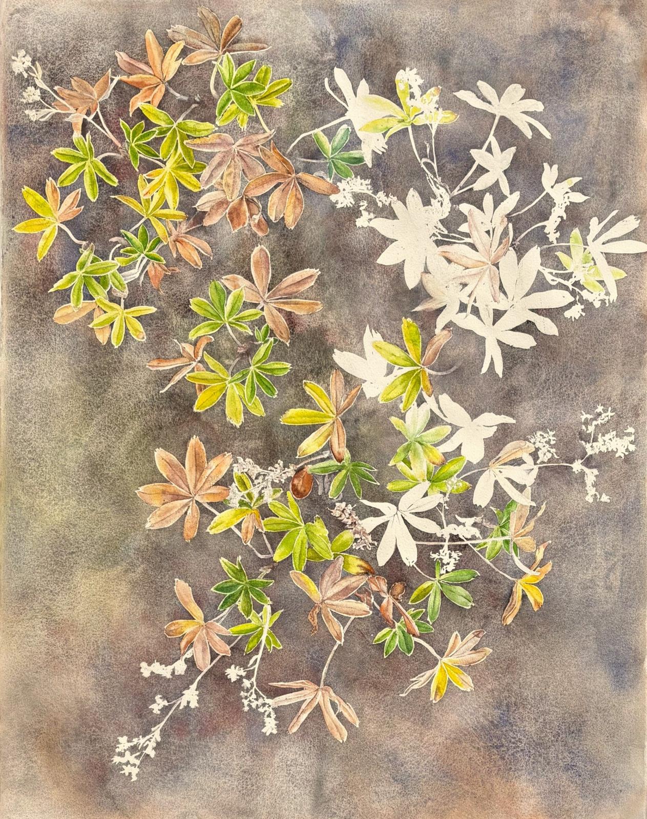 Ljónslappi - Alchemilla alpina